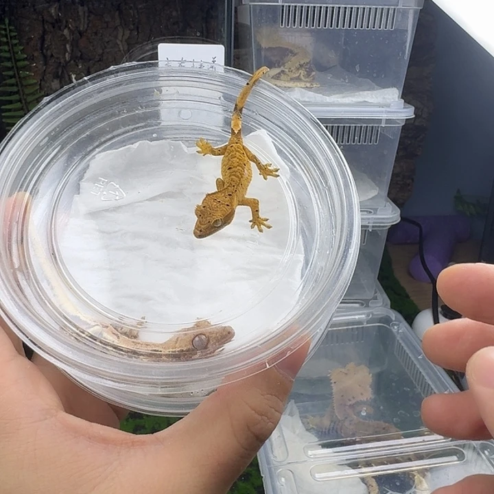 睫角守宫麦町苗子
