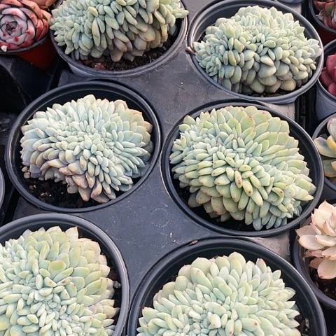 韩橙缀化45一盆888888