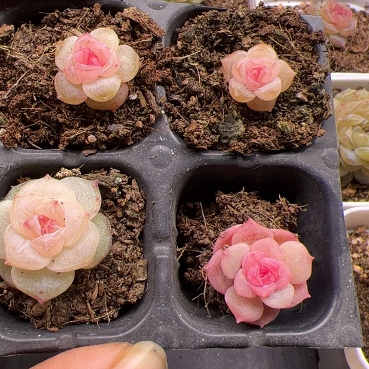 一物一拍精品糖心，尺寸不大介意勿拍