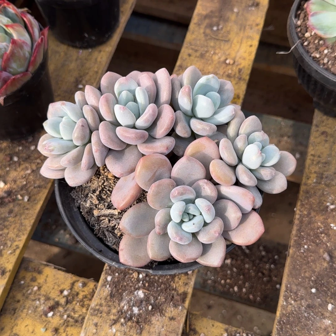 奥城一物一拍包装收缩花旱