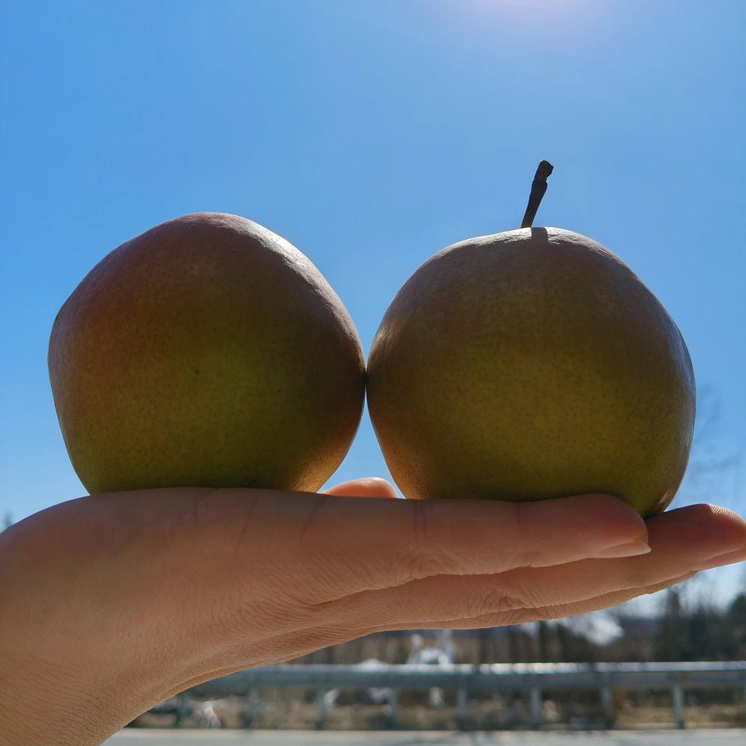 12颗礼盒装山西临汾隰县玉露香梨