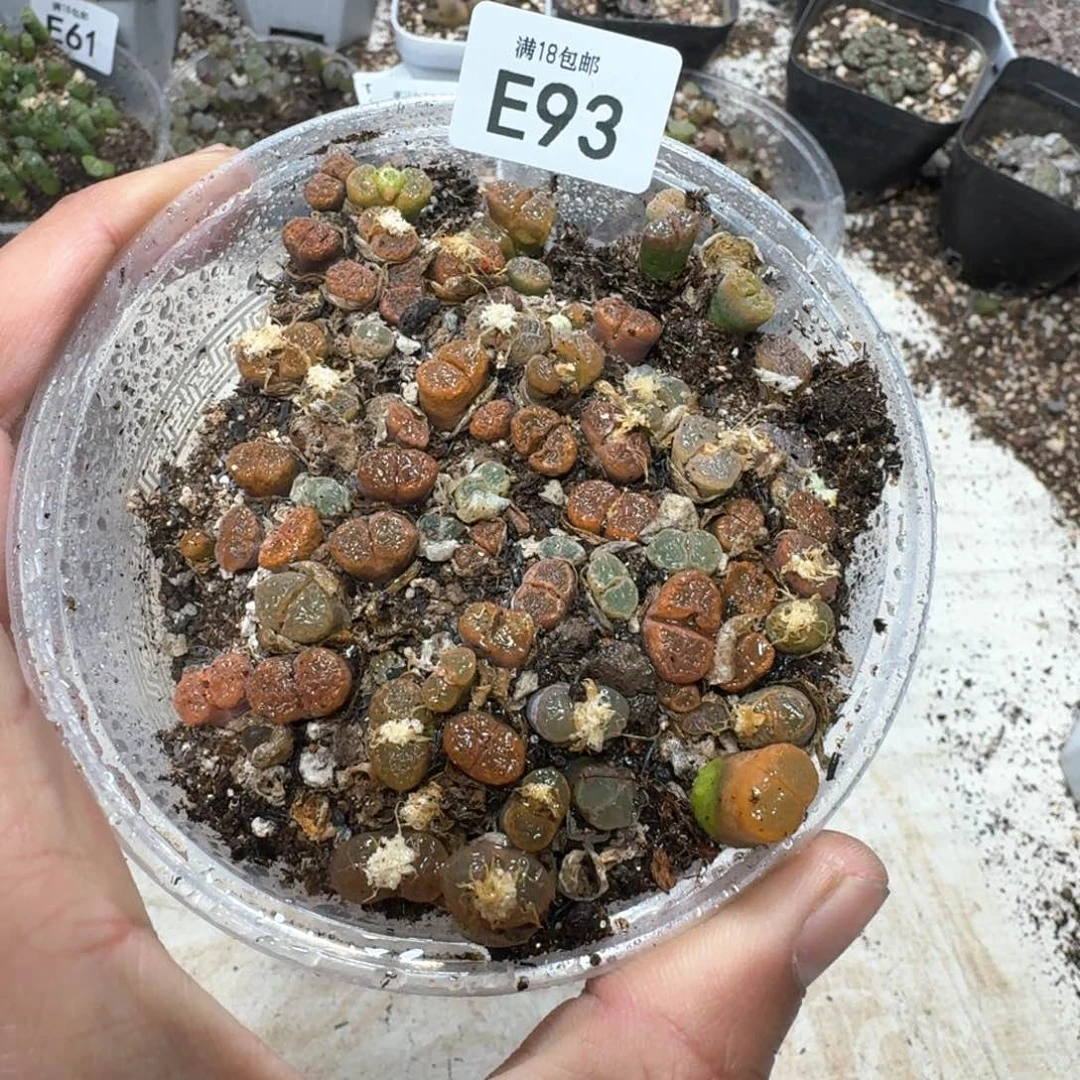 E93。风铃混合一盒。