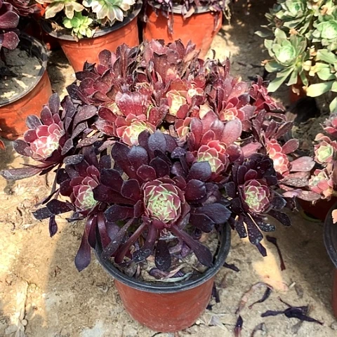 红玫瑰玫瑰玫瑰玫瑰