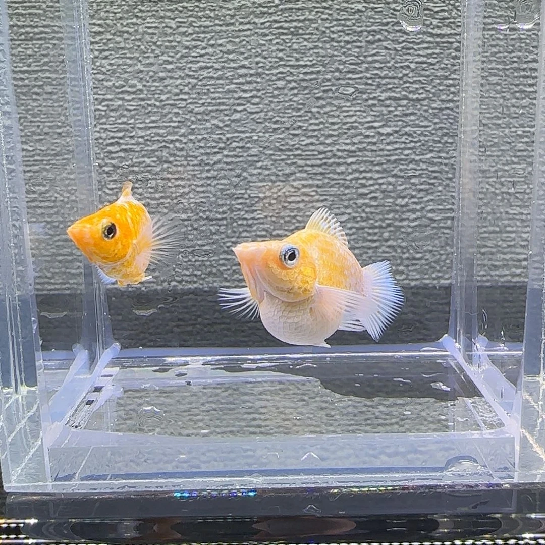 黑玛丽鱼柠檬小亚成