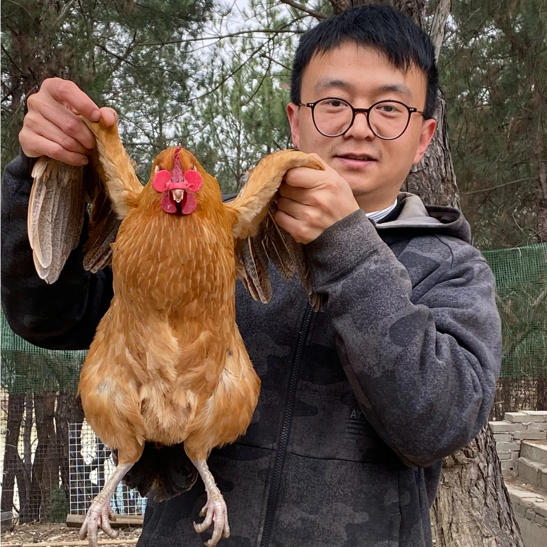 浪阁鲜纯粮散养黑脚老母鸡毛重3斤以上活鸡现宰现杀（含内脏）