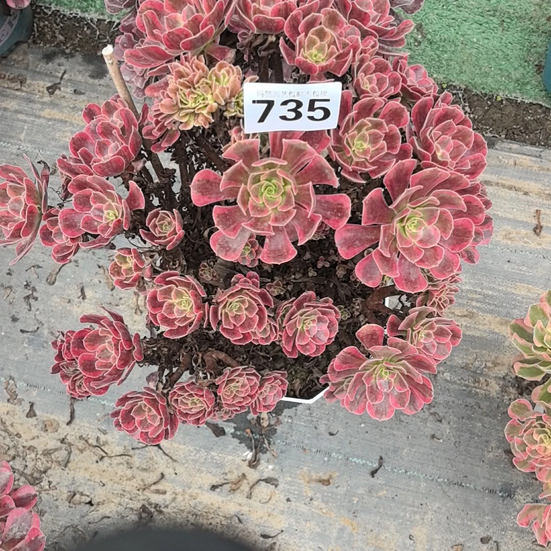 财***到735美杜莎缀花花2-8