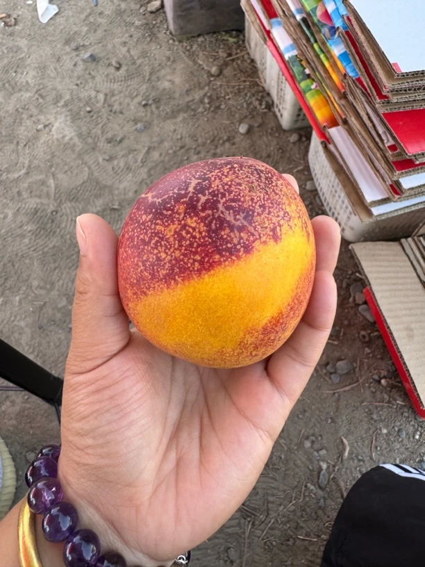 【疆外拍】新疆石河子143团“大油桃”5斤装包邮次日发产地直发