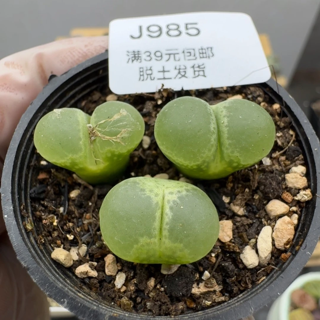 985哈哈哈哈哈哈哈哈