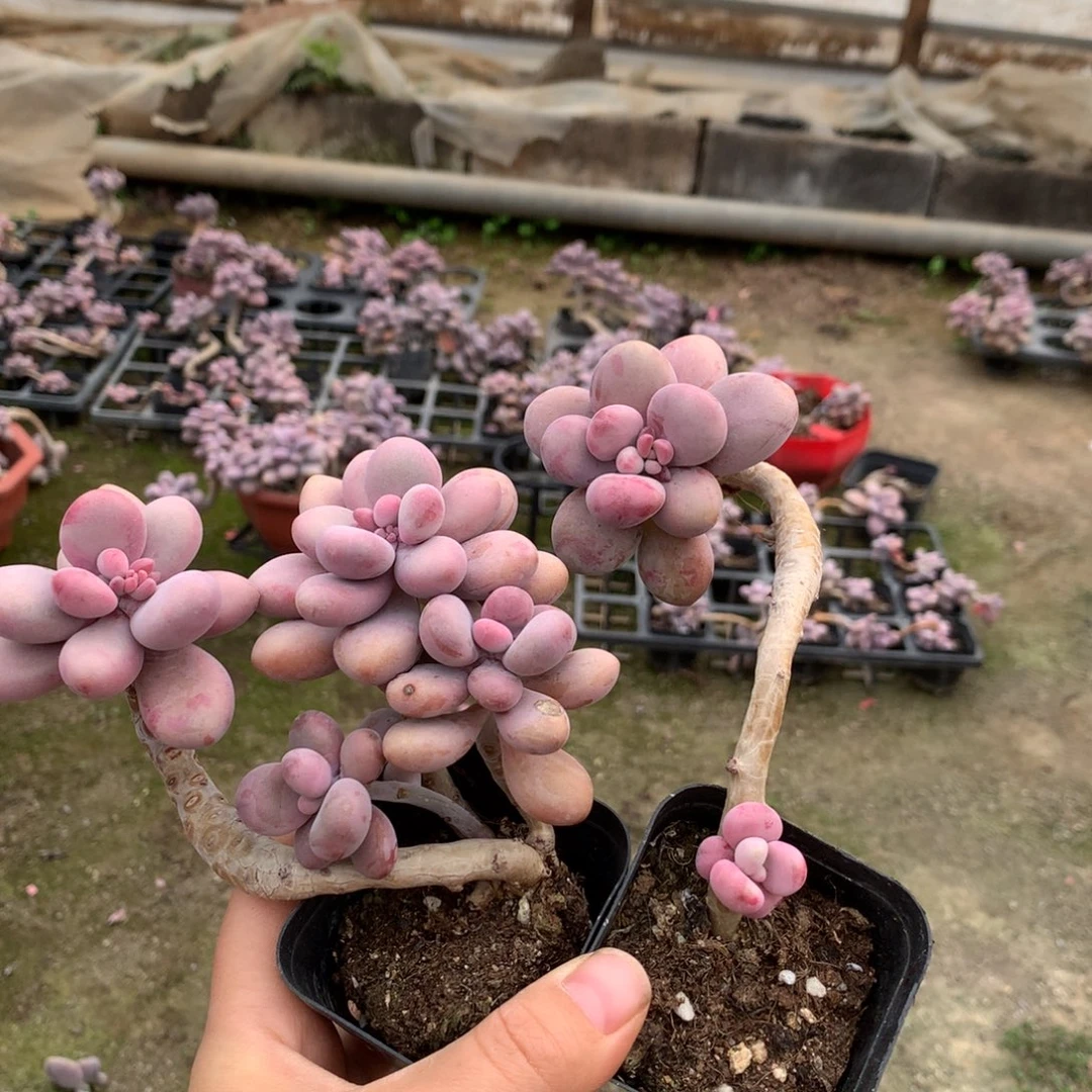 夏*桃蛋老桩两颗69号