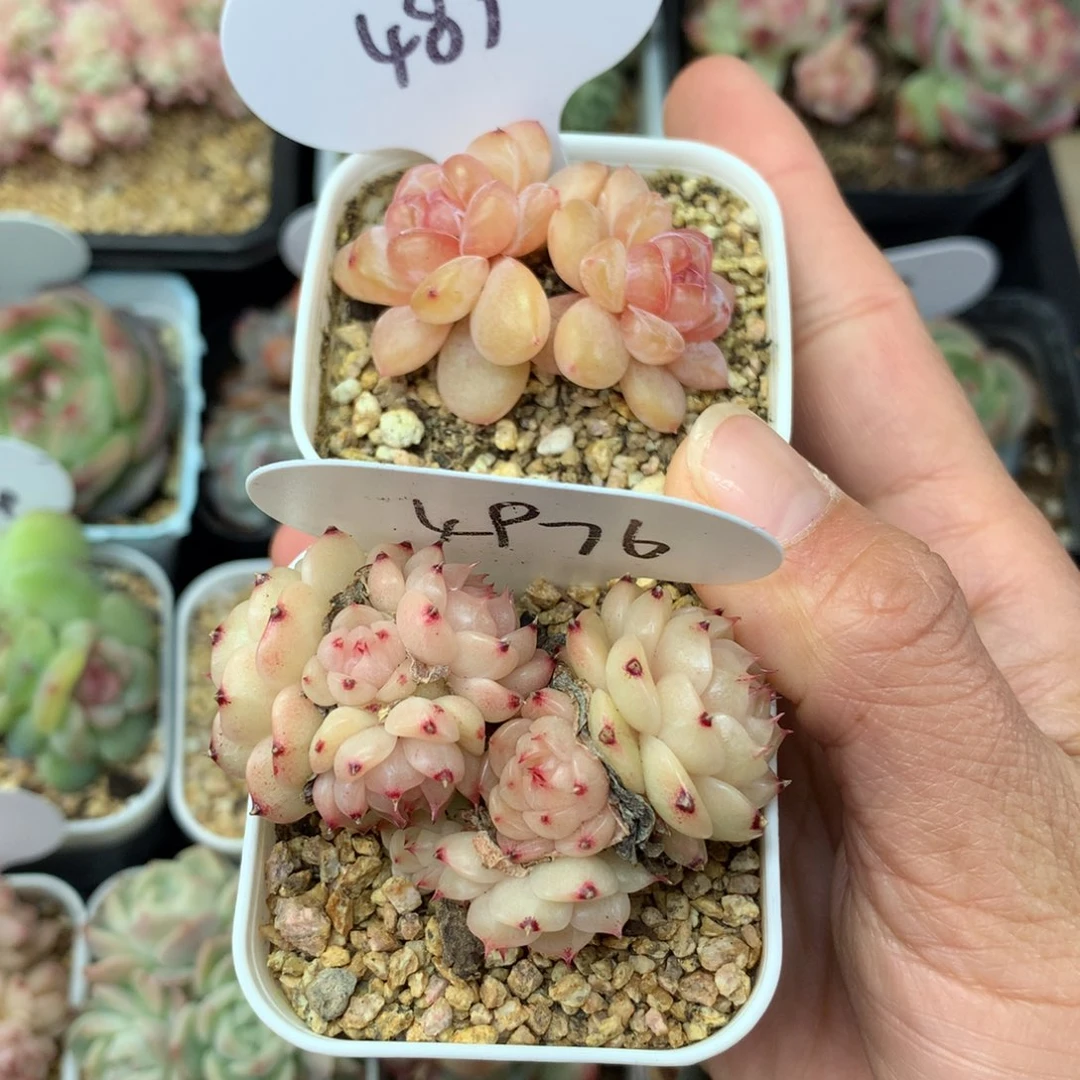 1****8麦秆.珍妮4890.4976