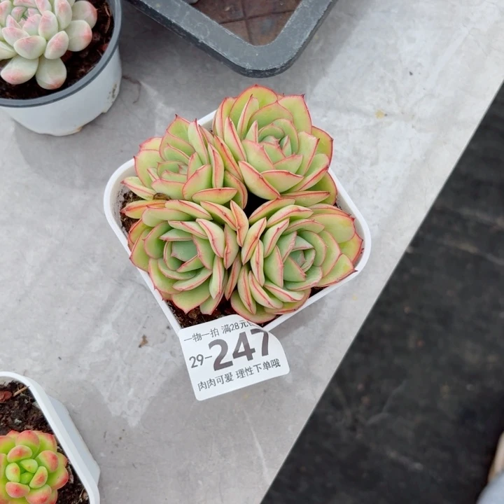 牡丹亭多肉无盆土发货多