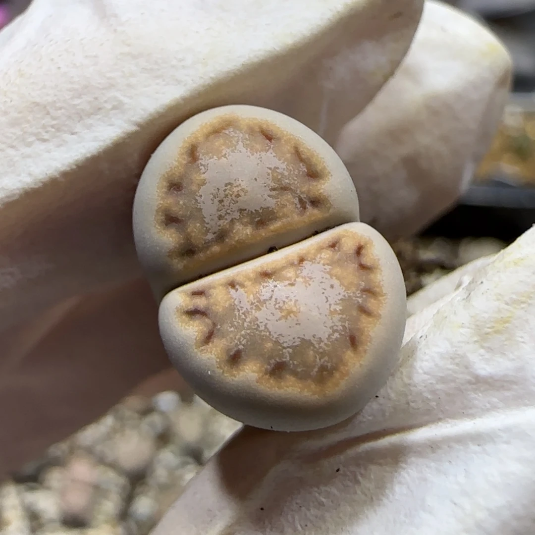 10.14. c216 .9014下播福利有腿