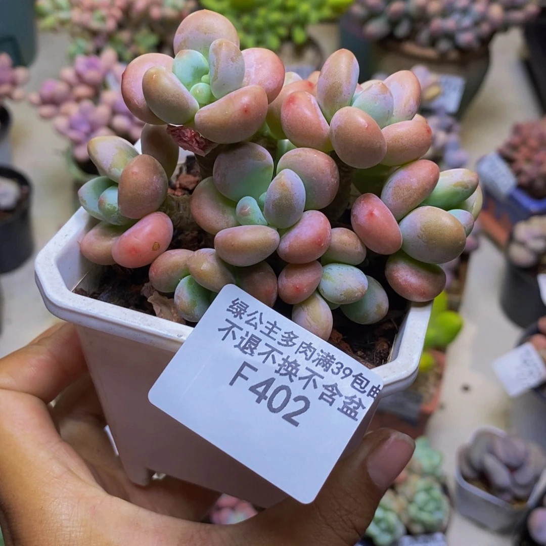 402花朵洛神多肉7cm