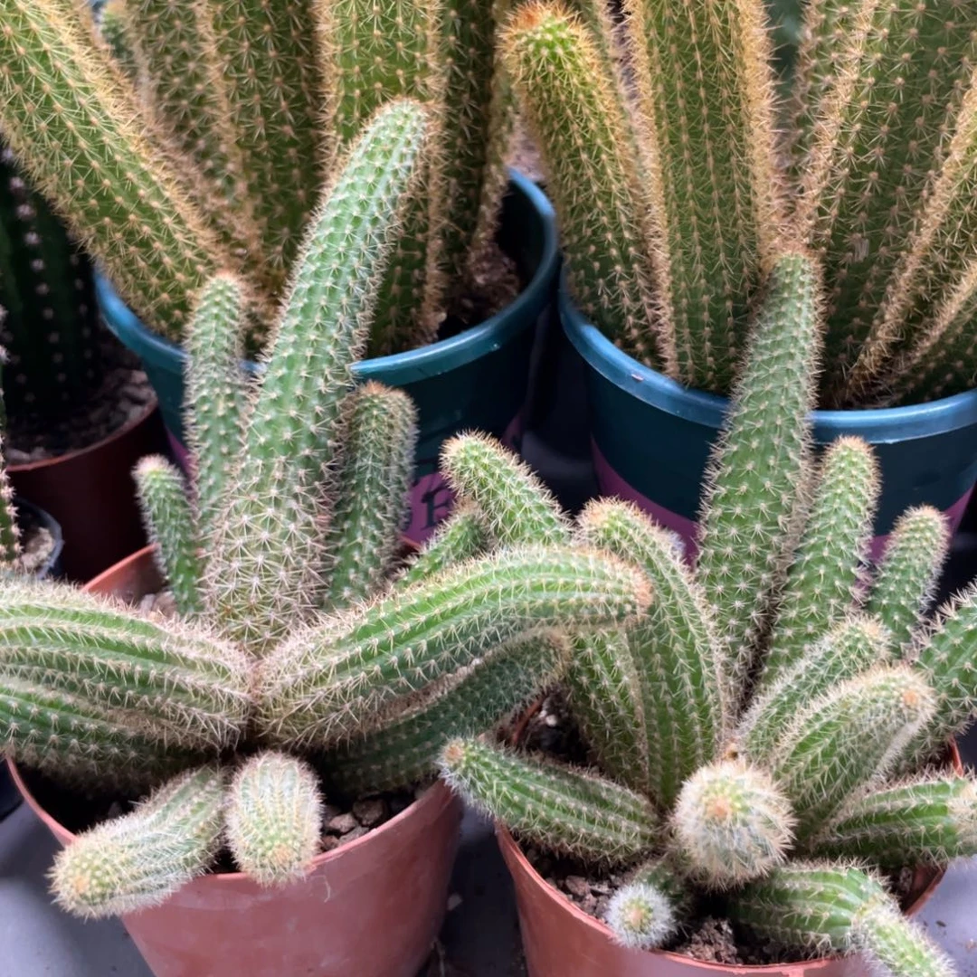 新品橙仙子金妞群生一杯