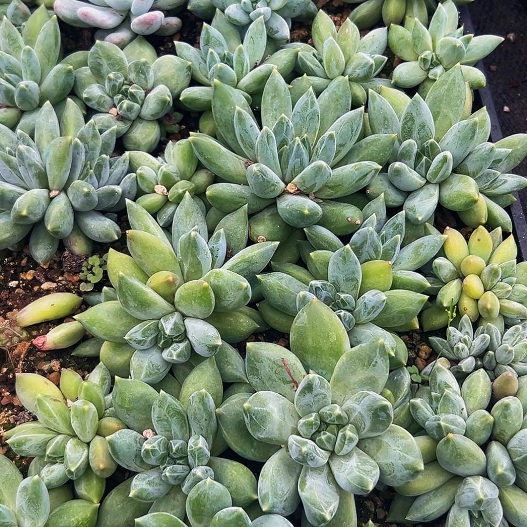 10颗美人系列多肉植物