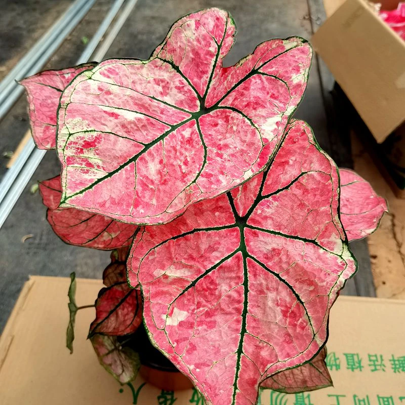 时光美人  彩叶芋 热植 多年生草本基地直发