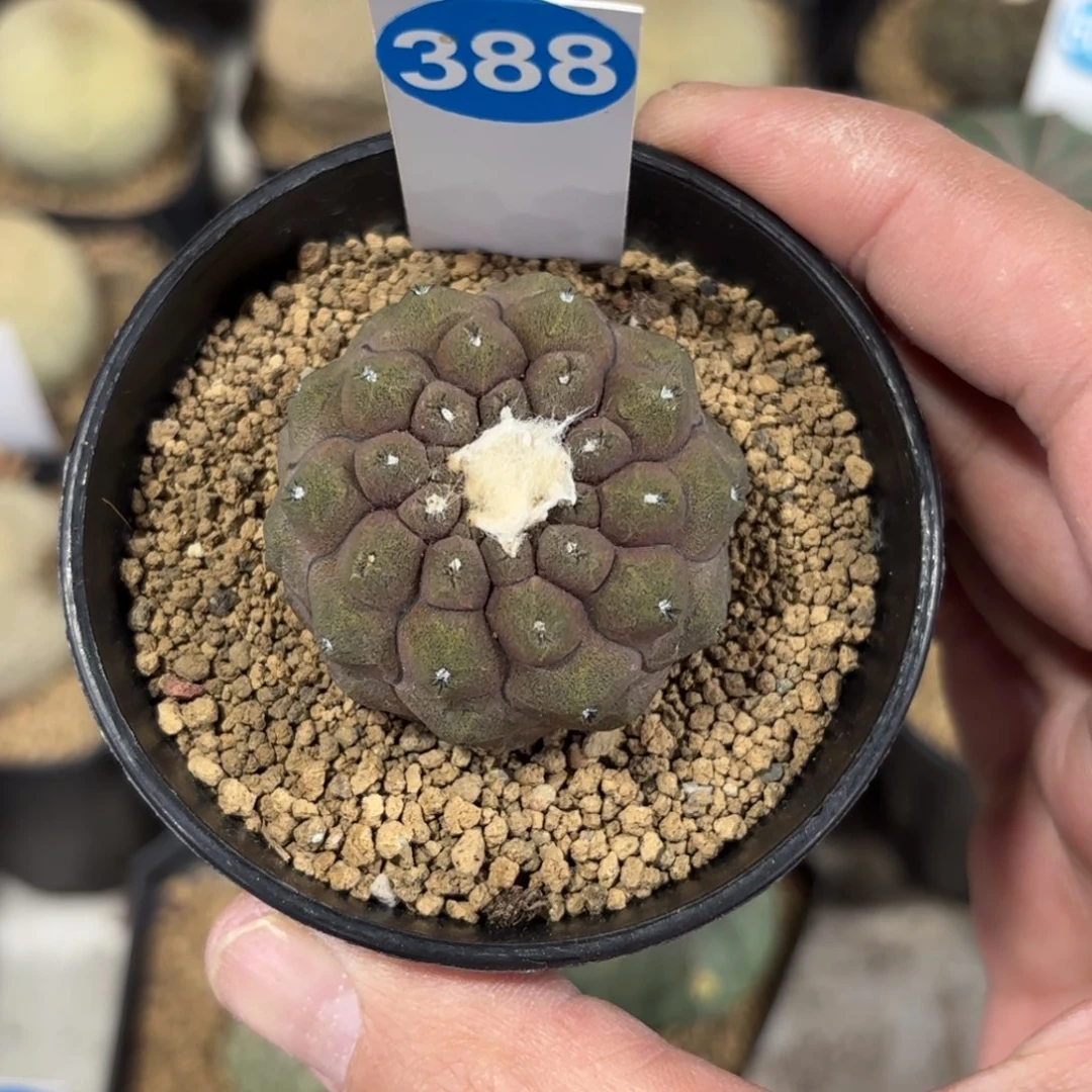 388实生蜥蜴皮带盆带土发货