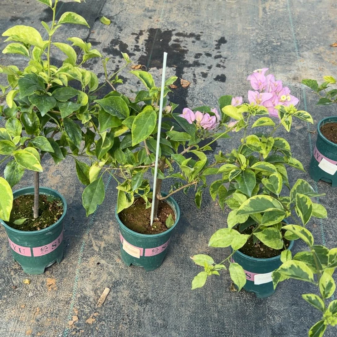 无花朵【矮丽娜一棵】随机发货福利款不售后