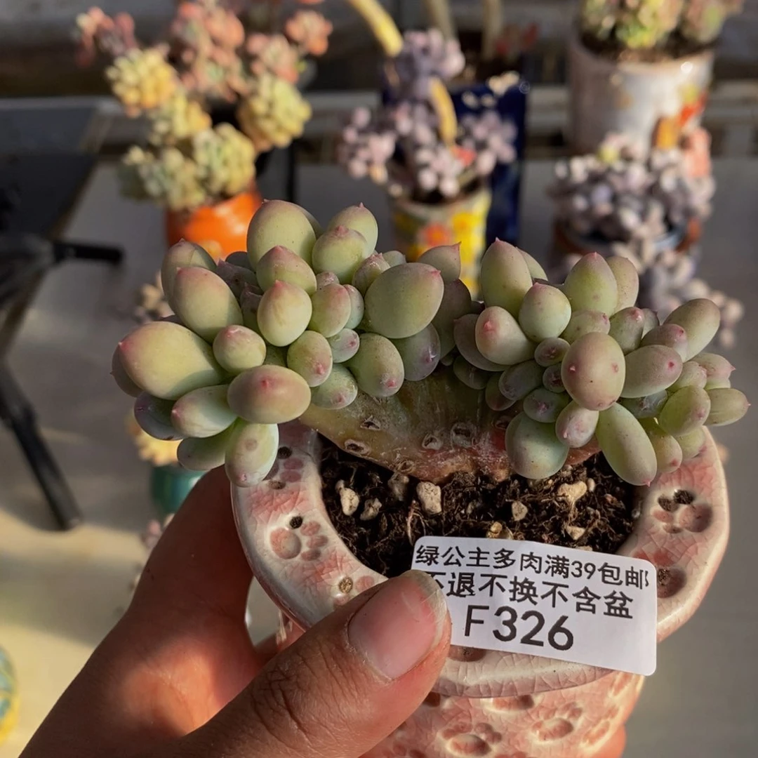 326苹果奶四代缀多肉7c m