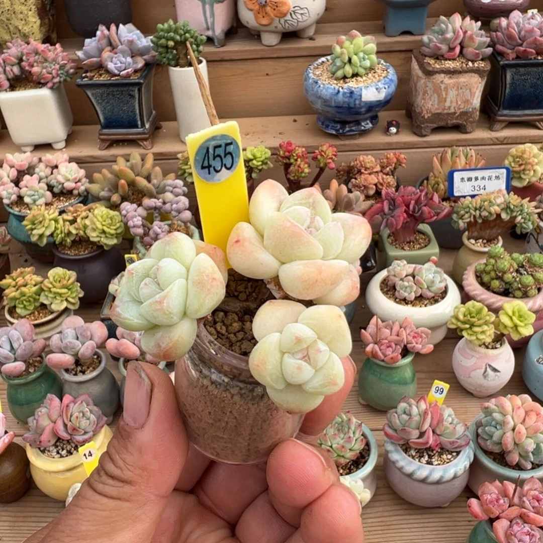 455冰玉老桩无砍3头