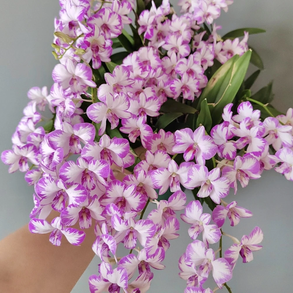 泼墨石斛兰盆栽花卉花期长易爆花室内阳台美观易养护发货快