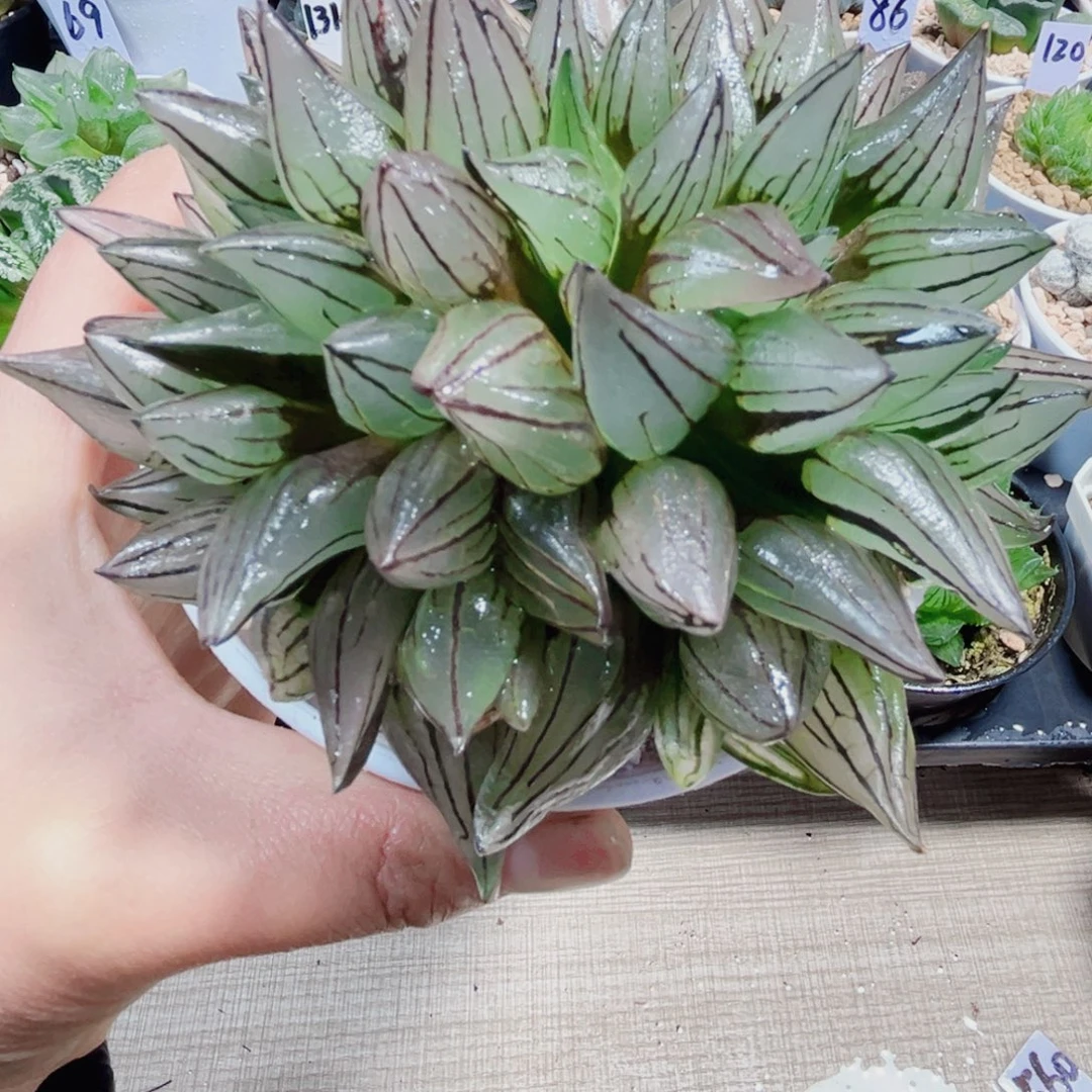 西瓜寿多头群生多肉植物