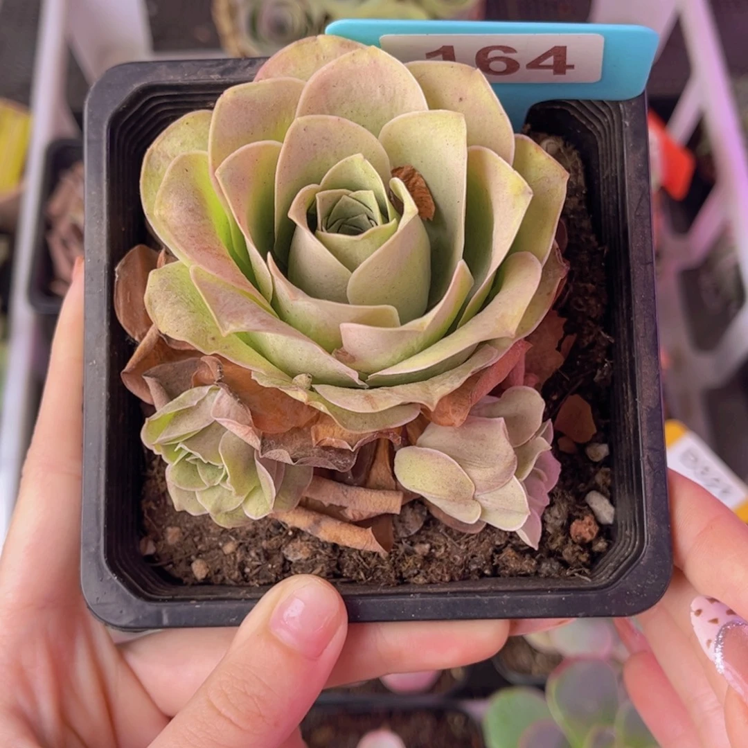 单品一物一拍164号山地玫瑰