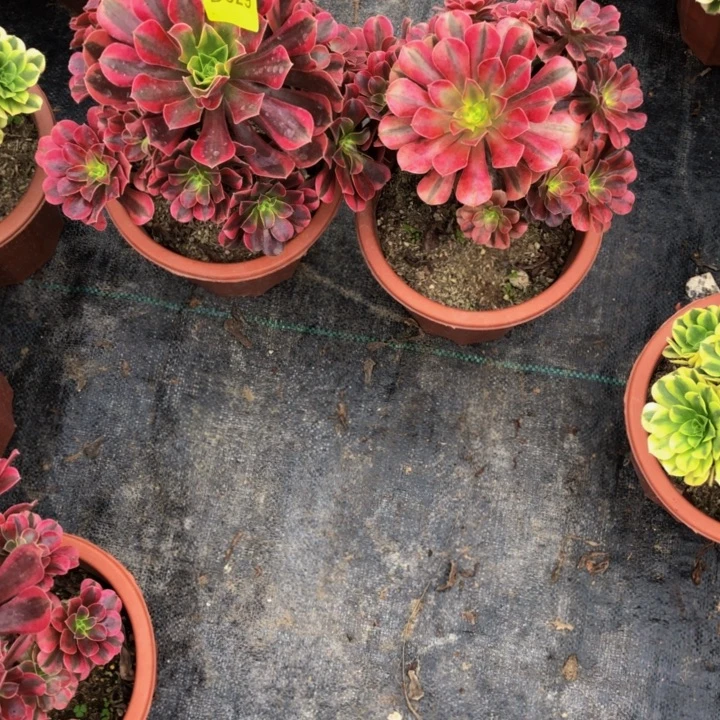 美杜莎多肉5290000000