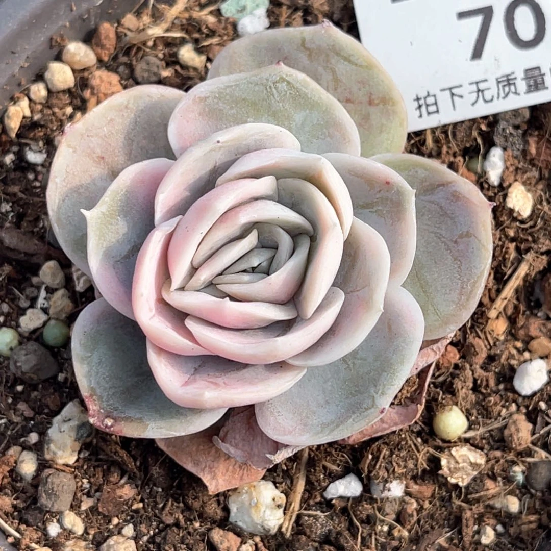 多肉特价蓝色惊喜锦7036