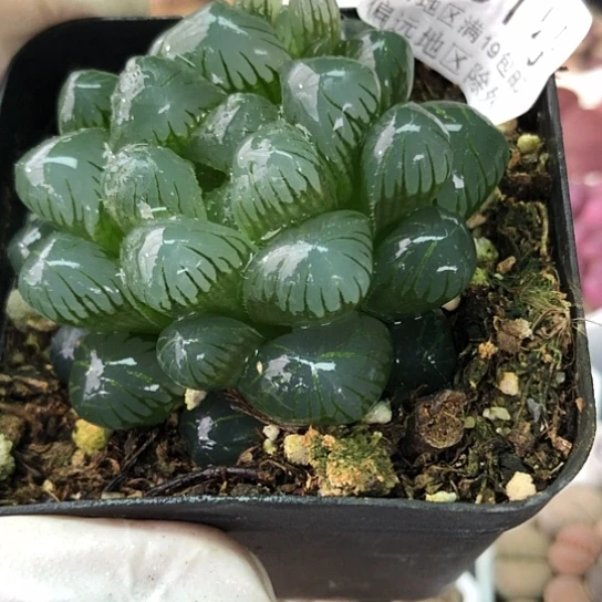 6251，7厘米盆冰deng