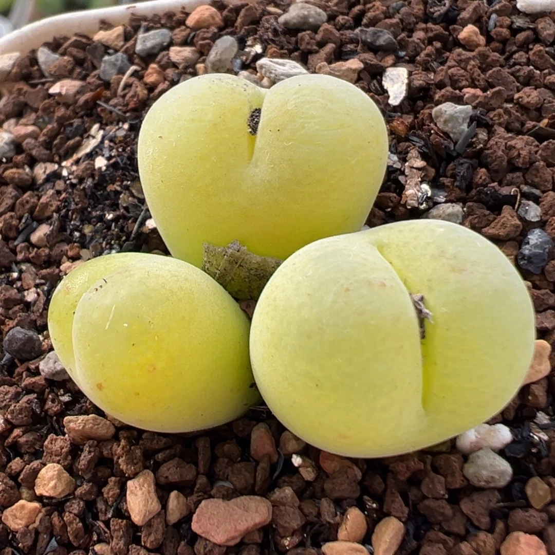 71多肉植物百科翠光