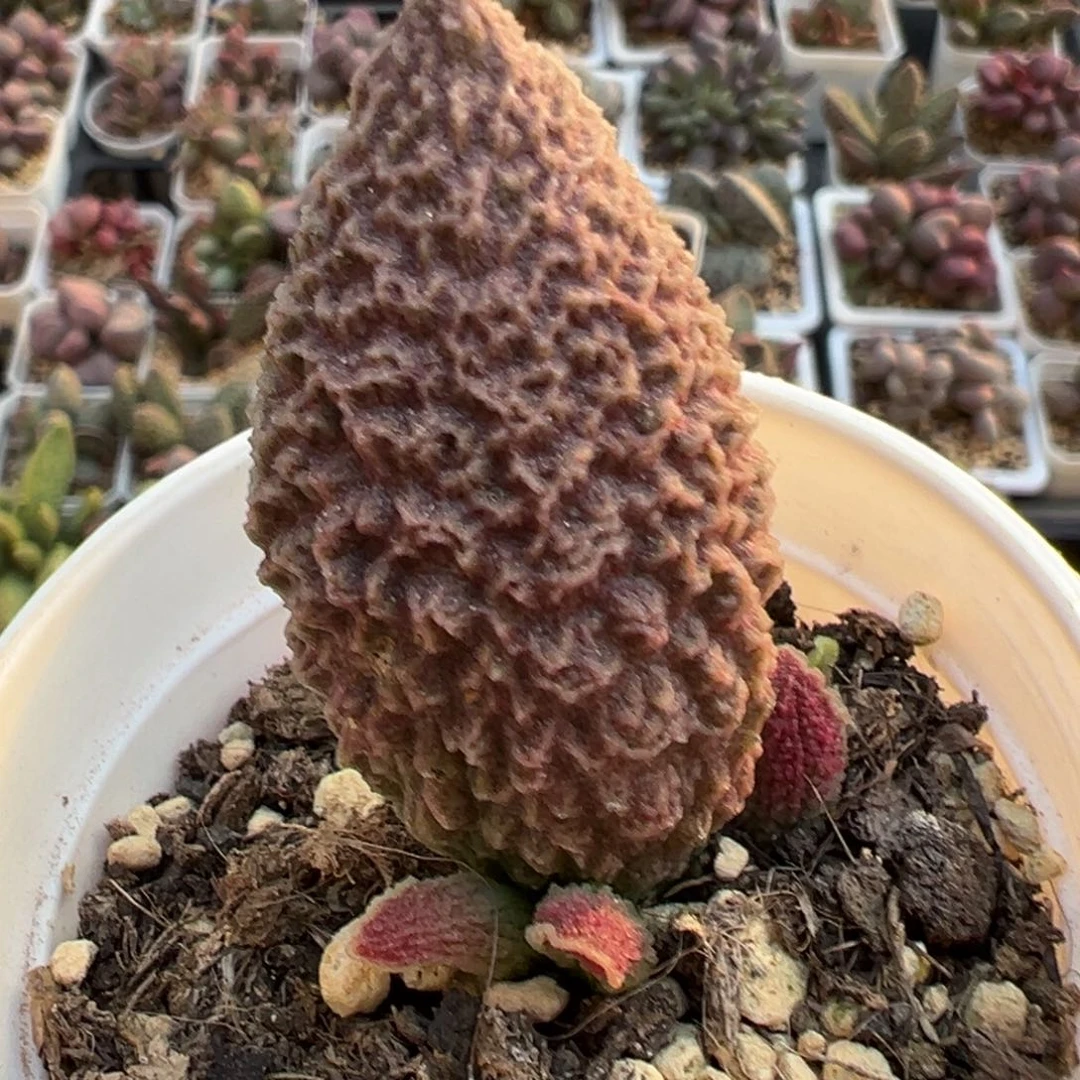 古灵阁超大母叶多肉植物水泡