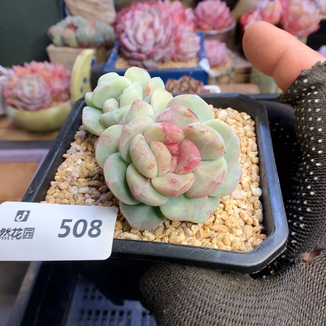 508冰玉石化多肉植物