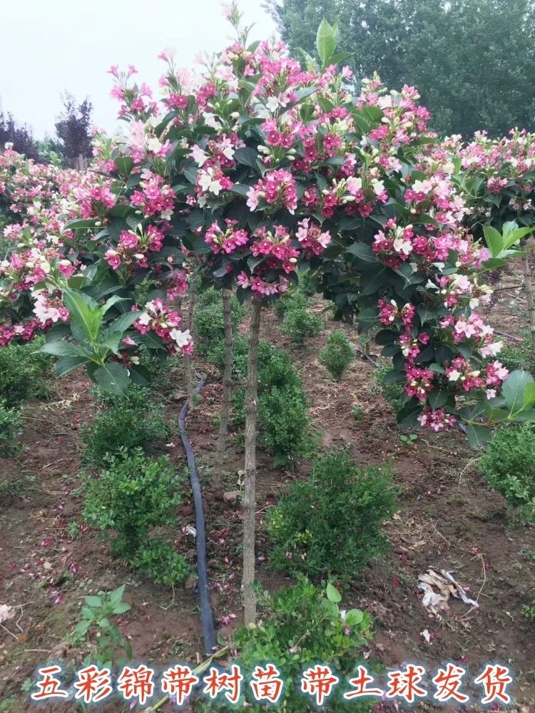 五彩锦带开花变色耐寒耐热庭院别墅风景树独杆棒棒糖