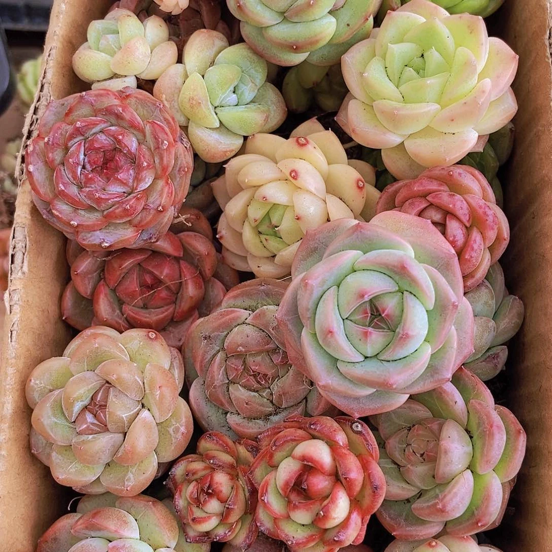 000000000001量拍保底20颗