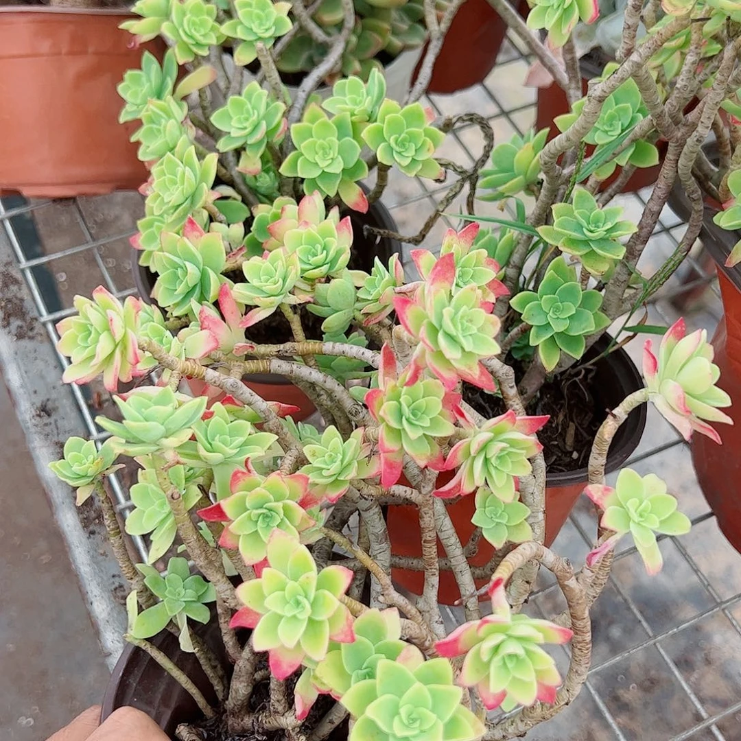 薄化妆多头造型精控120三盆