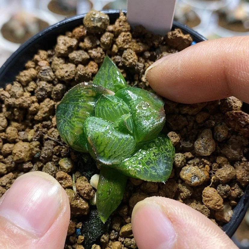 【闪购商品】24实生