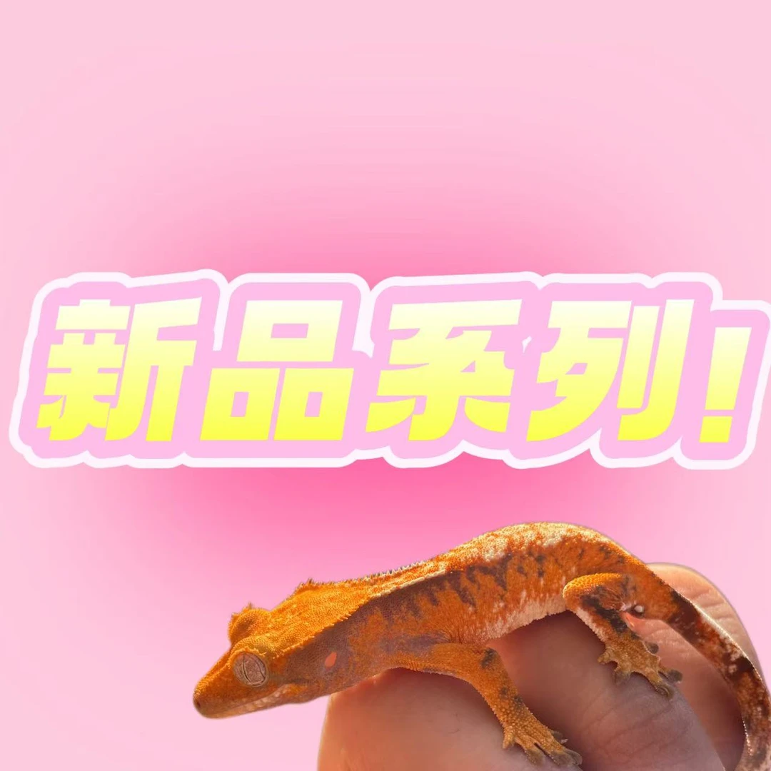 睫角守宫新品系列点这！这！