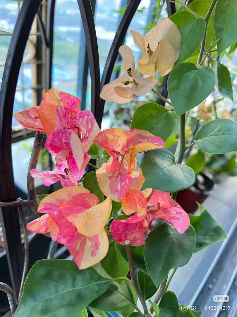 阿达娜  十肆月园艺三角梅袋苗绿植花卉
