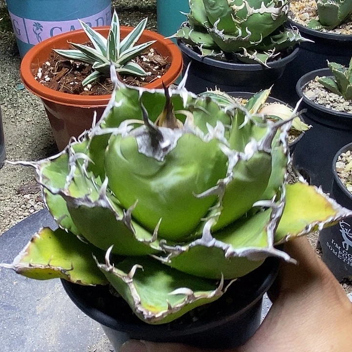 龙舌兰科白鲸一个