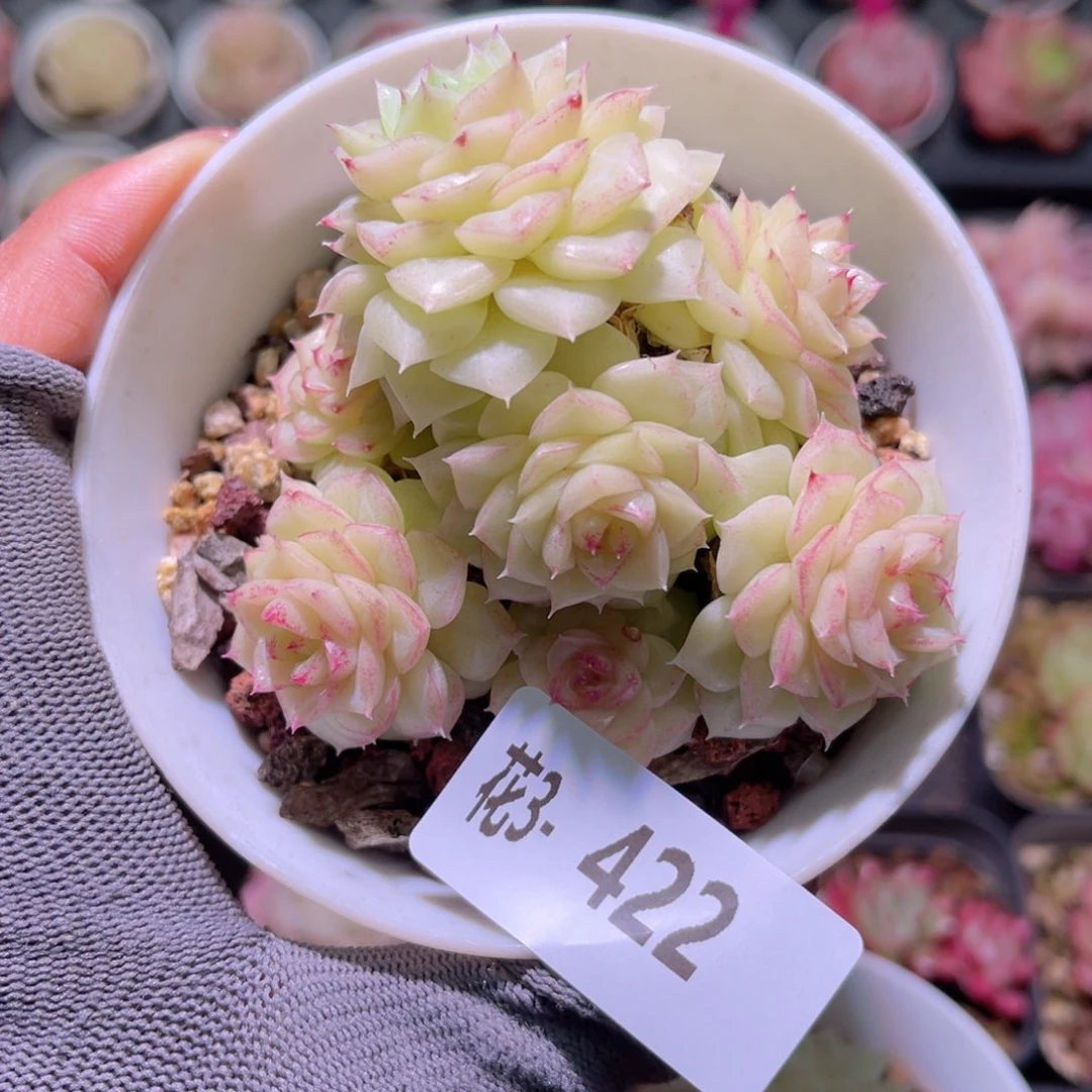 花03-422白天鹅群生