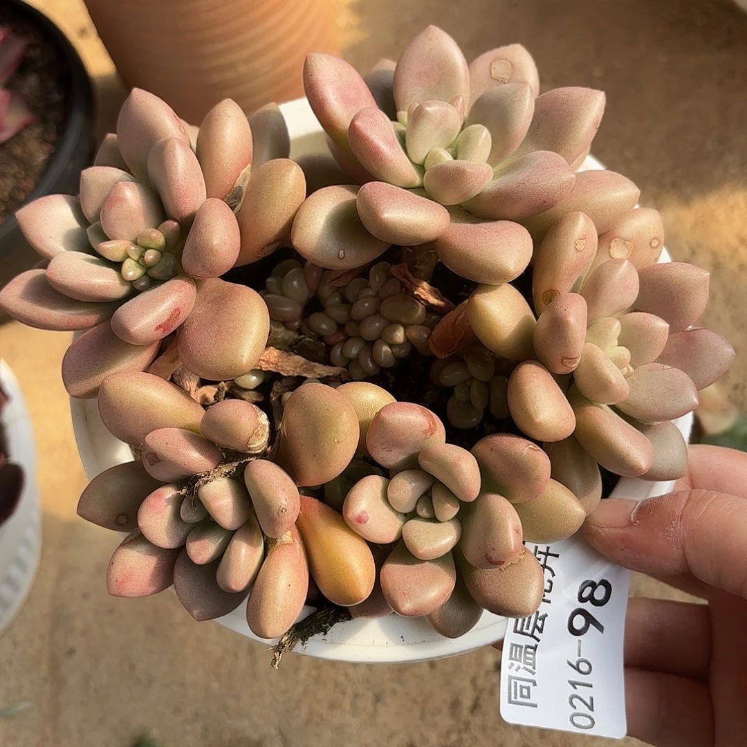 同温层多肉先锋派98