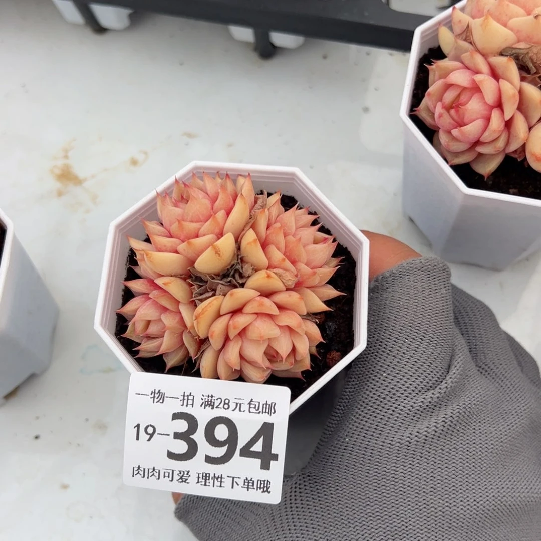 笨吧多肉多肉多肉多肉