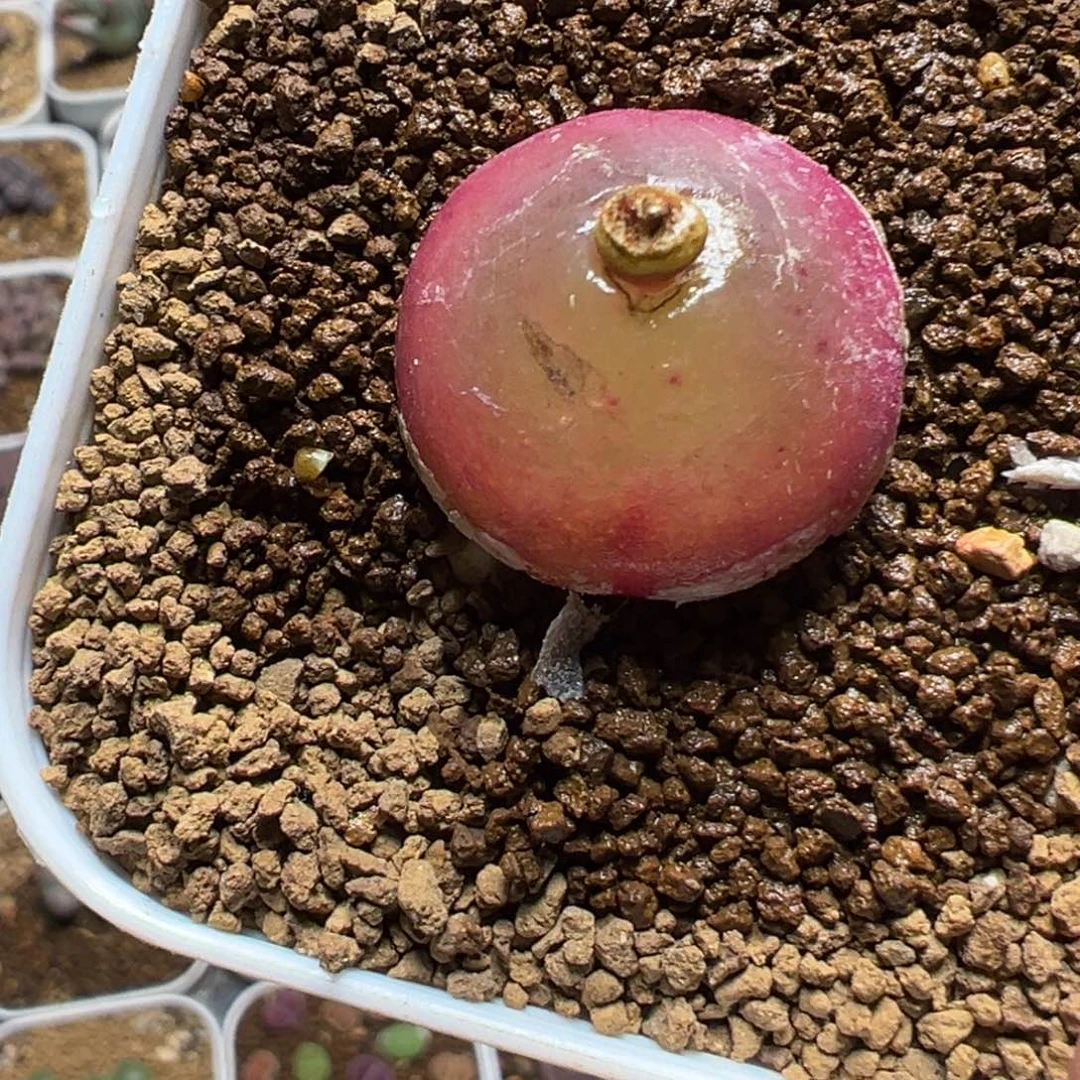 2.4厘米灯泡多肉百科