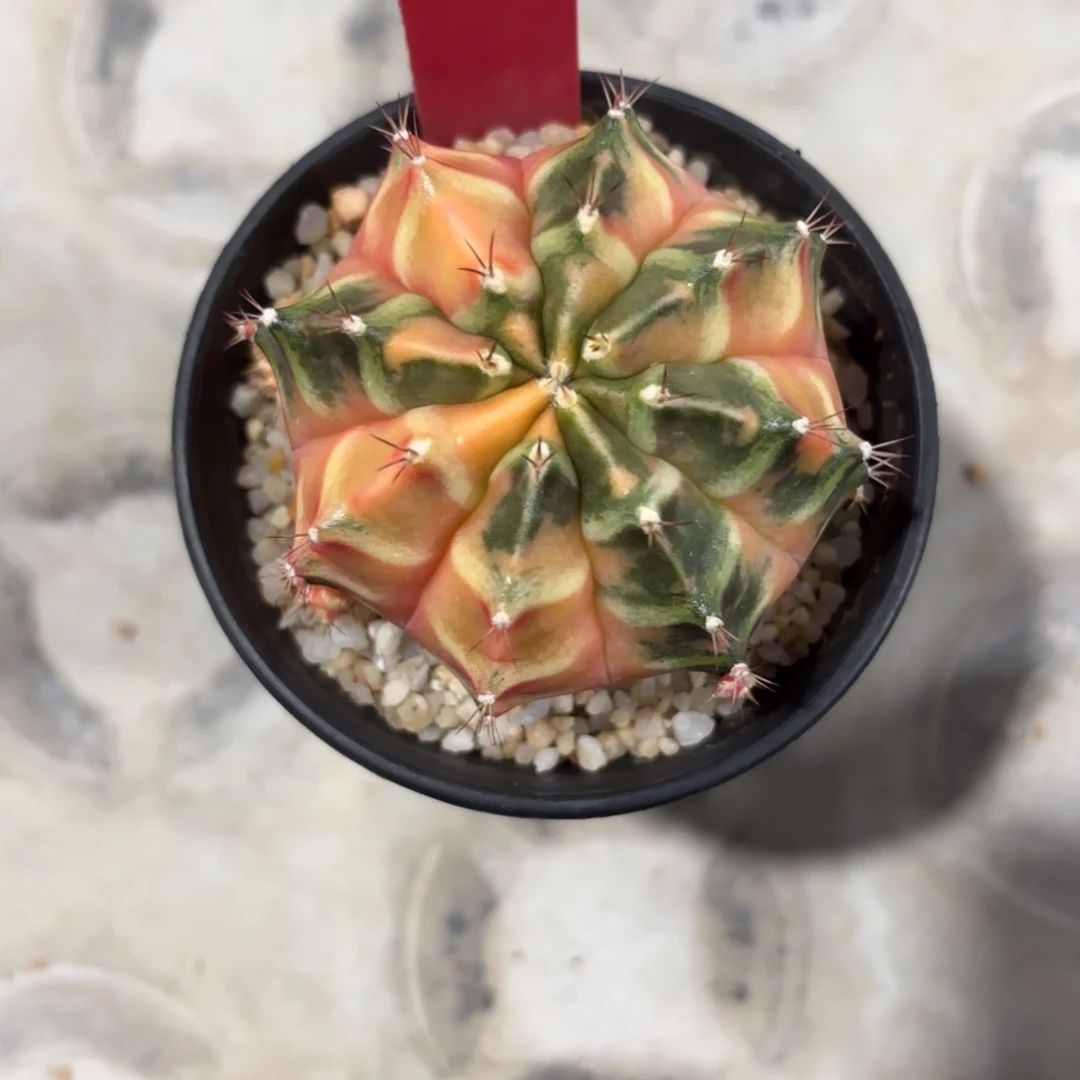 154-0104泰国发货多肉