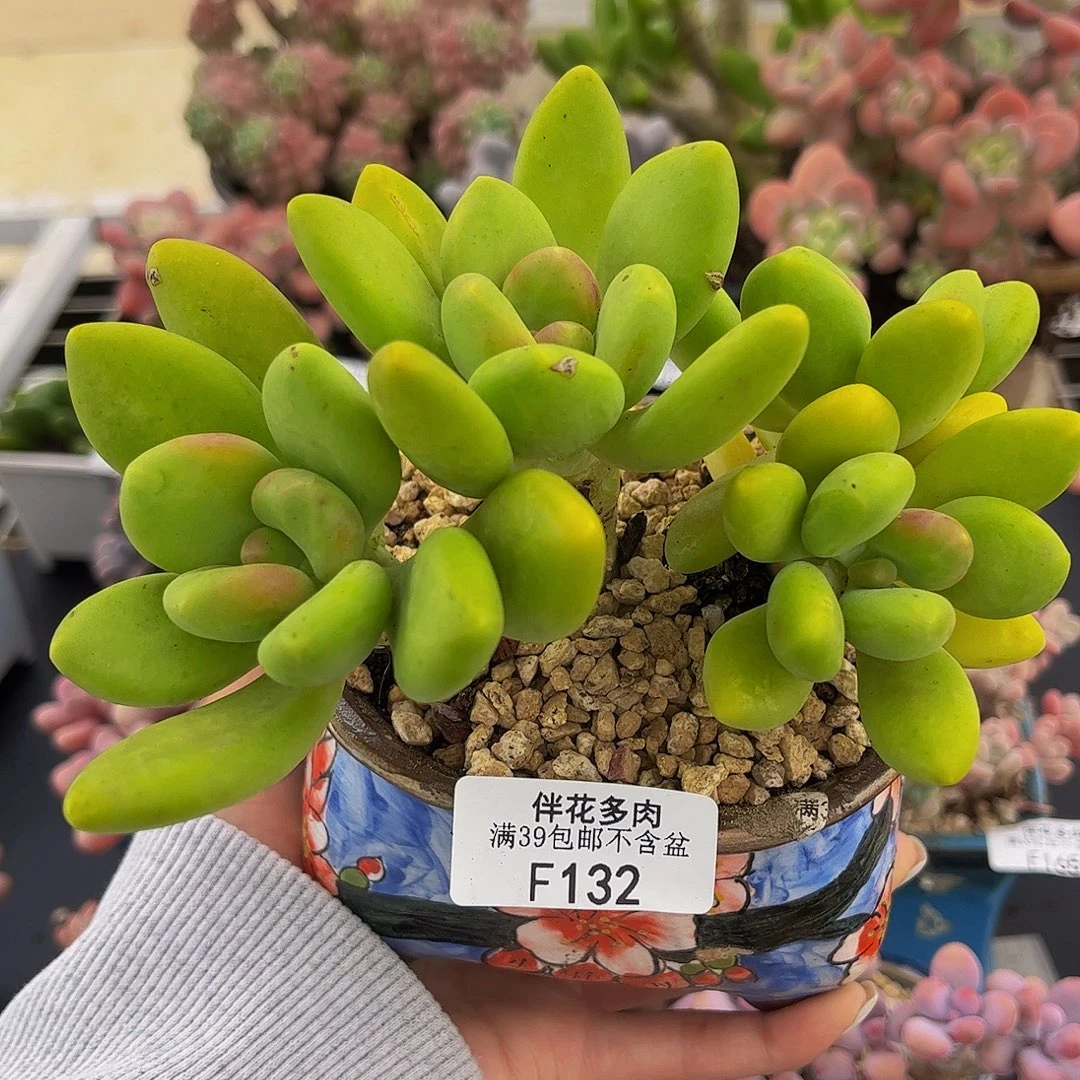 132-芒果奶多肉10cm