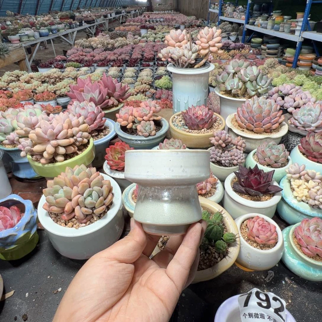 特价花盆满50发货 内口6.5