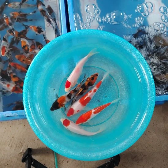 海水鱼顺丰包邮开箱包活2，备损1条
