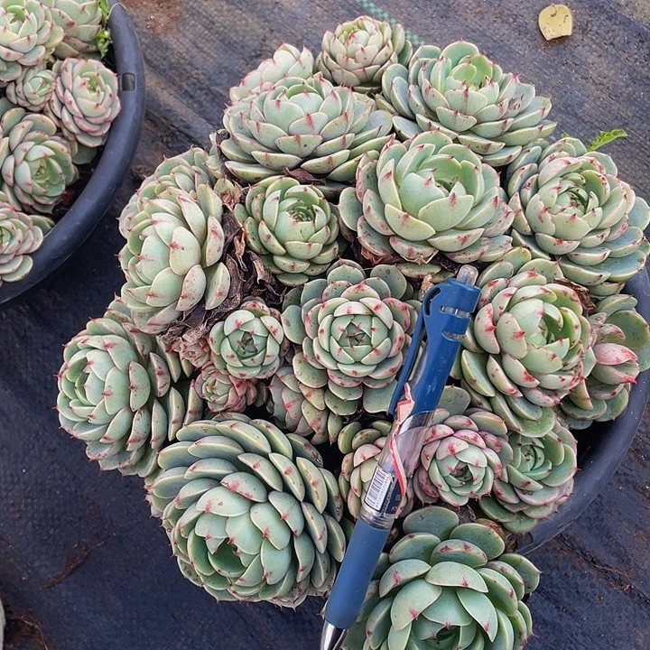 大笨吧带盆土老桩22.8