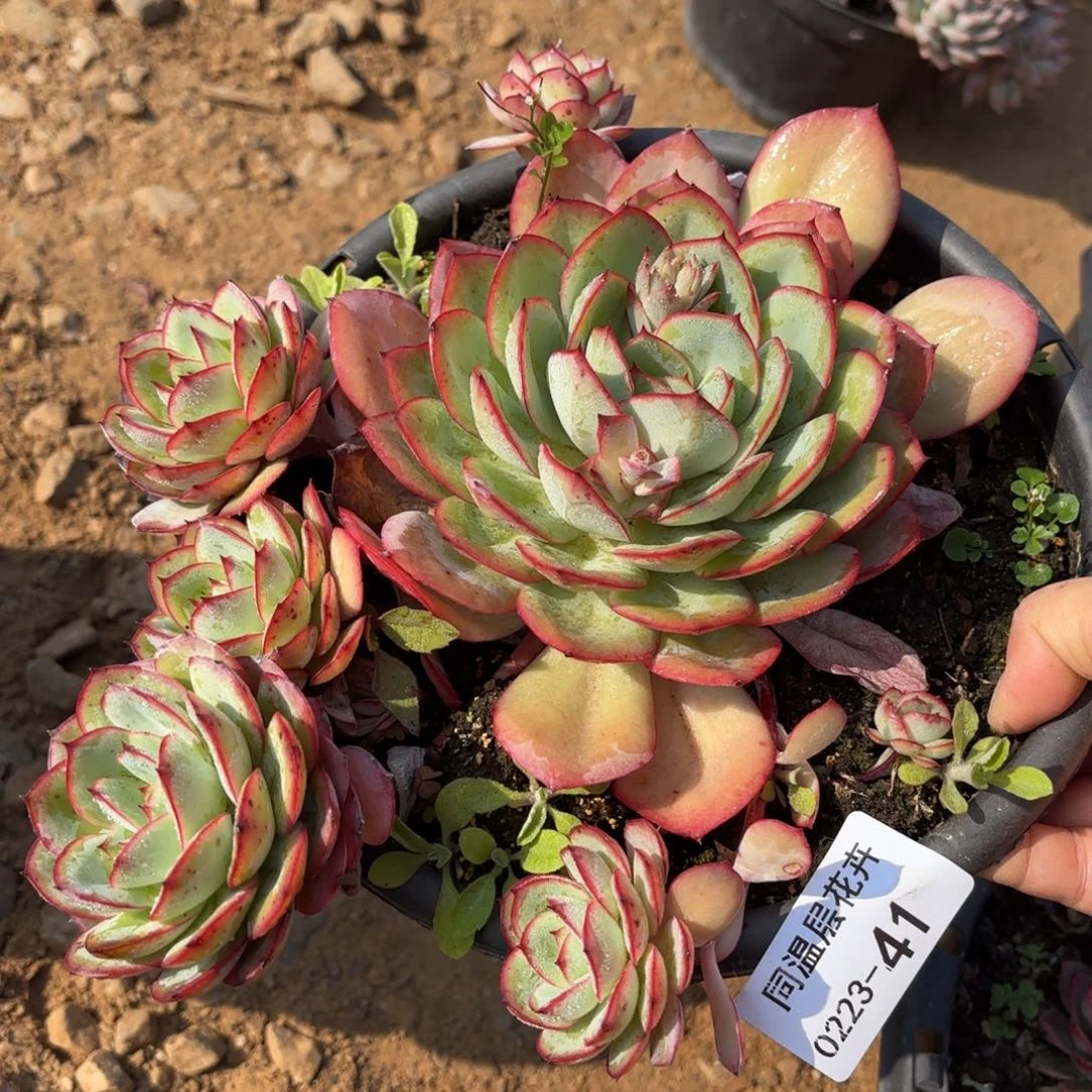 同温层多肉牡丹亭41